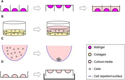 Comparison of three-dimensional cell culture techniques of dedifferentiated liposarcoma and their integration with future research